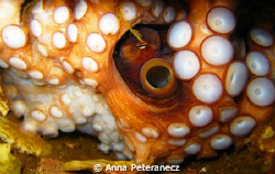 Shy Octopus in a pipe by Anna Peteranecz 